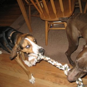 tug-o-war0001