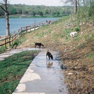 views of our dog park