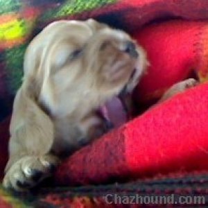 PUPPY_YAWNING