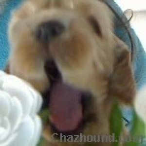 PUPPY_YAWNING2