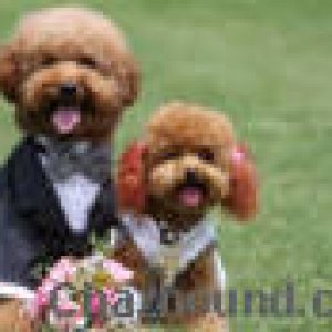 Cute Dog wedding pic