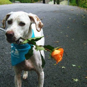 VIctor_s_flower_for_you