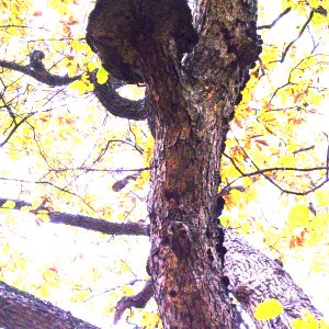 tree_growth
