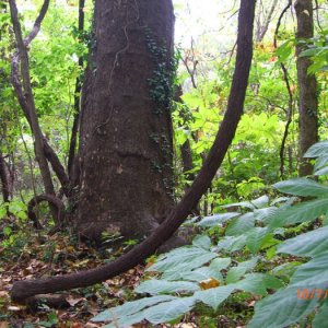 woods_shot