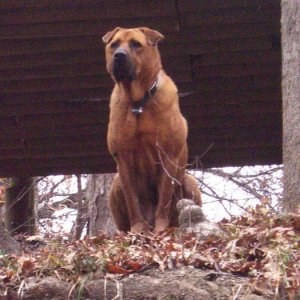 butch_on_hillside
