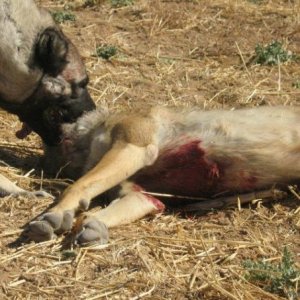 Kangal Hunt Wolf