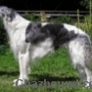 borzoi bistkupstwo