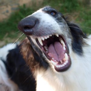 Houslistka Bistkupstwo, kennel borzoi Bistkupstwo