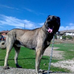 Kangal Celik 6 Years Old