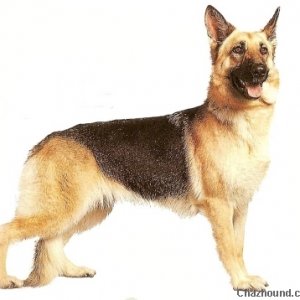German Shepherd, Herding dog Breeds