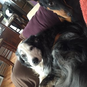 Media 'Image' in category 'Chazhound Dog Pictures'