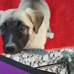 My Turkish Kangal Puppy "Demir" 2016