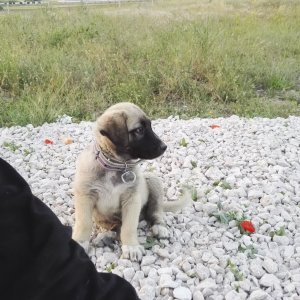 My Turkish Kangal Puppy "Demir" 2016