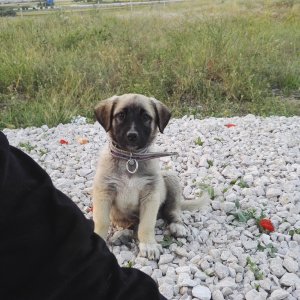 My Turkish Kangal Puppy "Demir" 2016