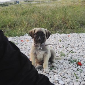 My Turkish Kangal Puppy "Demir" 2016