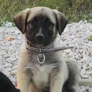 My Turkish Kangal Puppy "Demir" 2016