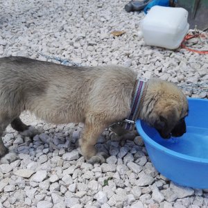 My Turkish Kangal Puppy "Demir" 2016