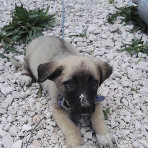 My Turkish Kangal Puppy "Demir" 2016