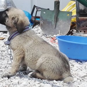 My Turkish Kangal Puppy "Demir" 2016