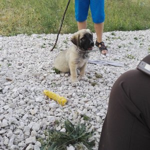 My Turkish Kangal Puppy "Demir" 2016