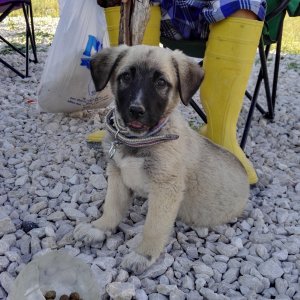 My Turkish Kangal Puppy "Demir" 2016