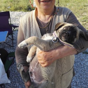 My Turkish Kangal Puppy "Demir" 2016