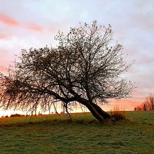 Leanin' Tree