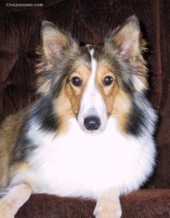 Aphrodite the Sheltie Dog