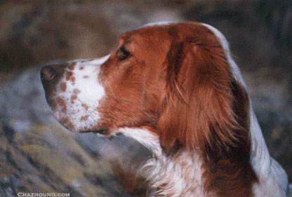 Echo the English Setter