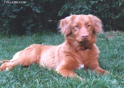 Mellinda the Tolling Retriever