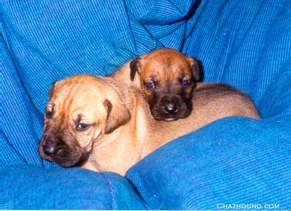 Aprhodite and Bruno Puppydogs