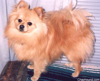 Buckaroo the Pomeranian