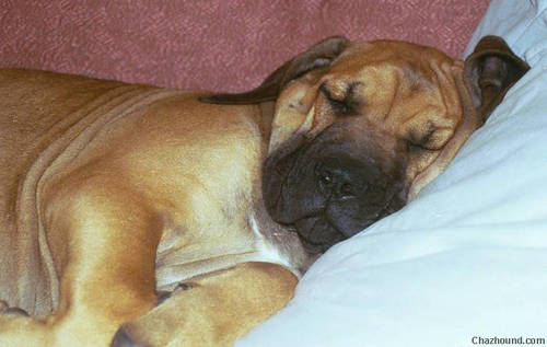 148Sleeping_Beauty.jpg