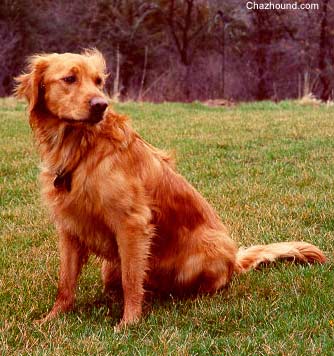 Kailey the Golden Retriever