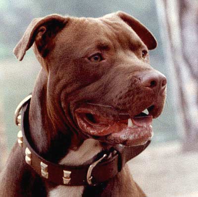 Wyatt the American Pitbull
