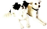 pet training