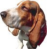 pet training