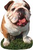 pet training
