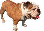 pet training