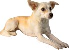pet training