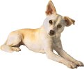 pet training