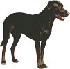 pet training