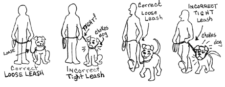 train your dog