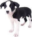 pet training