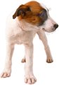 pet training