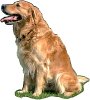 pet training